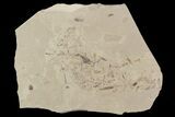 Insect Fossil Cluster- Green River Formation, Utah #101592-1